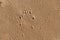 Dog footprints, nails print, in yellow, beige beach sand.