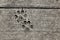 Dog footprints printed in sidewalk concrete