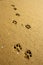 Dog footprints step on the beach