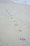 Dog footprints track along a sandy beach to the shore.dog footsteps in a sand.filtered image.selective focus.