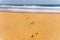 Dog footprints track on sandy beach of Atlantic ocean shore