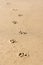 Dog footprints on the wet sand. Animal footsteps on the beach