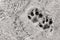Dog footsteps on gray concrete block