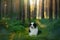dog in a forest. Australian Shepherd in nature. Landscape with a pet