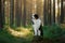 dog in a forest. Australian Shepherd in nature. Landscape with a pet
