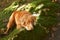 dog in Forest, A cautious Nova Scotia Duck Tolling Retriever peers