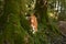 dog in Forest, A cautious Nova Scotia Duck Tolling Retriever peers