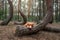 Dog in the forest. Crooked forest in Poland. Pet traveler. Nova Scotia Duck Tolling Retriever for a walk