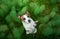 Dog in the forest. flat lay. Jack Russell Terrier in the grass, in the moss.