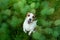 Dog in the forest. flat lay. Jack Russell Terrier in the grass, in the moss.