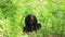 dog in the forest, greenery. Gordon setter outdoors in summer. Walking with a pet