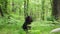 dog in the forest, greenery. Gordon setter outdoors in summer. Walking with a pet