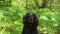 dog in the forest, greenery. Gordon setter outdoors in summer. Walking with a pet