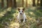 Dog in the forest. Jack Russell Terrier is lying . Tracking in nature. Pet resting