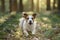 Dog in the forest. Jack Russell Terrier is lying . Tracking in nature. Pet resting