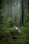 Dog in the forest. Jack Russell Terrier in nature. Walk with a pet