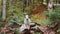 dog in Forest, Jack Russell Terrier sitting amidst the fall foliage in a tranquil forest,