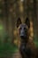 dog in the forest. Malinois in nature. pet outdoors