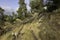 A Dog on a Forest Path Blocked by a Fallen Tree