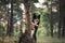 Dog in the forest the peeps. tricolor border collie in nature. Pet for a walk