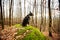 Dog in the forest on rock. Border collie dog sitting on a rock looking away hearing something in the forest