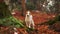 Dog in Forest Setting. A white and tan dog, Jack Russell Terrier, stands on a leaf-covered forest floor