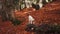 Dog in Forest Setting. A white and tan dog, Jack Russell Terrier, stands on a leaf-covered forest floor