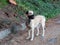 Dog in forrest looking around