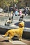 Dog fountain of Berczy Park, small park in downtown Toronto on sunny day
