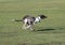 Dog with four paws off the grass running