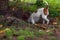 Dog fox terrier hunter climbs into the hole, fall