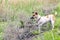 Dog fox terrier on open ground in the hunt