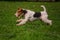 Dog Fox Terrier runs after a toy on the grass