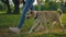 A dog free of a leash is walking next to unrecognizable woman. Low-angle smooth movement shot.