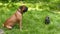 Dog French Bulldog and Bullmastiff