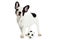 Dog french bulldog football on white background
