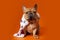 Dog french bulldog in king costume on bright orange isolated background