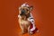 Dog french bulldog in king costume on bright orange isolated background