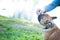 Dog. French bulldog portrait close-up. The owner`s hand gives the dog a treat. Space for text.