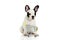 Dog french bulldog with shopping trolly isolated on white background