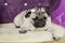 Dog French Bulldog thick with folds lies with bowed head in black sunglasses on top of business. Behind Purple background blur