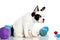Dog french bulldog with threadballs isolated on white background