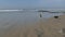 Dog friendly beach. Pets playing near ocean water, sea waves. Playful puppy. Del Mar, California USA