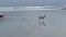 Dog friendly beach. Pets playing near ocean water, sea waves. Playful puppy. Del Mar, California USA