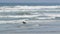 Dog friendly beach. Pets playing near ocean water, sea waves. Playful puppy. Del Mar, California USA