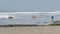 Dog friendly beach. Pets playing near ocean water, sea waves. Playful puppy. Del Mar, California USA