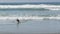 Dog friendly beach. Pets playing near ocean water, sea waves. Playful puppy. Del Mar, California USA