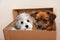 Dog friends cuddling in a moving box