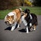 Dog friendship. Two shelties are running and playing with each other.