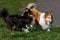 Dog friendship. Two shelties are running and playing with each other.